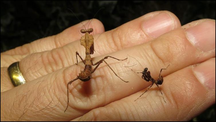 Difference in size between differing age Dead Leaf Praying Mantis nymphs