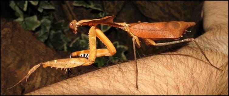 Dead Leaf Praying Mantis