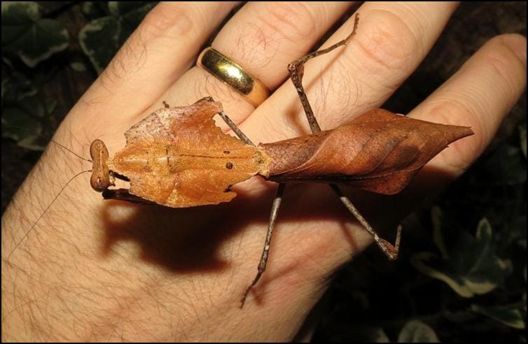 Top down view of Dead Leaf Praying Mantis