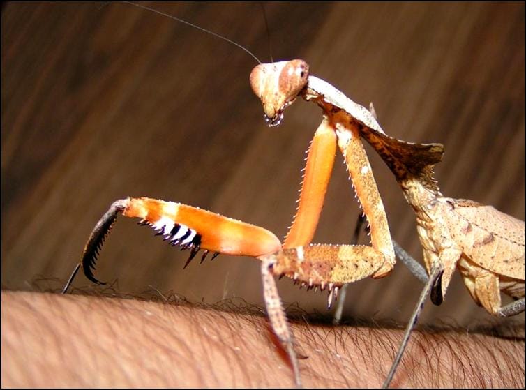 Dead Leaf Praying Mantis