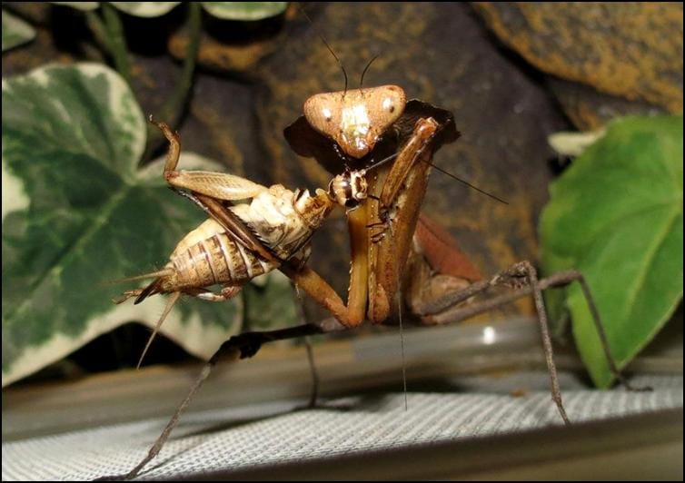 Dead Leaf Praying Mantis nymph with captured cricket