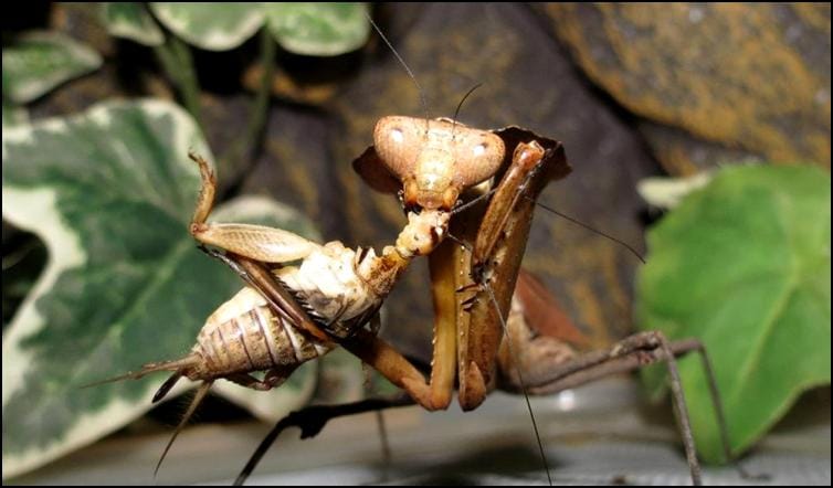 Dead Leaf Praying Mantis nymph eating captured cricket