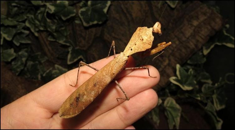 Slender adult Dead Leaf Praying Mantis