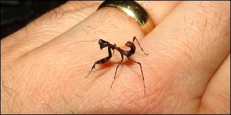 Baby Dead Leaf Praying Mantis