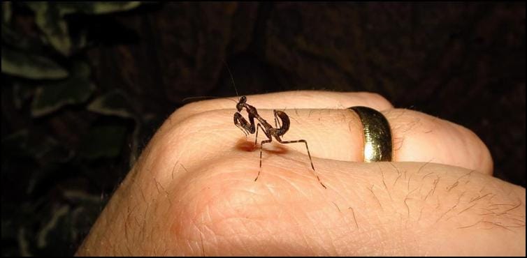 Baby Dead Leaf Praying Mantis