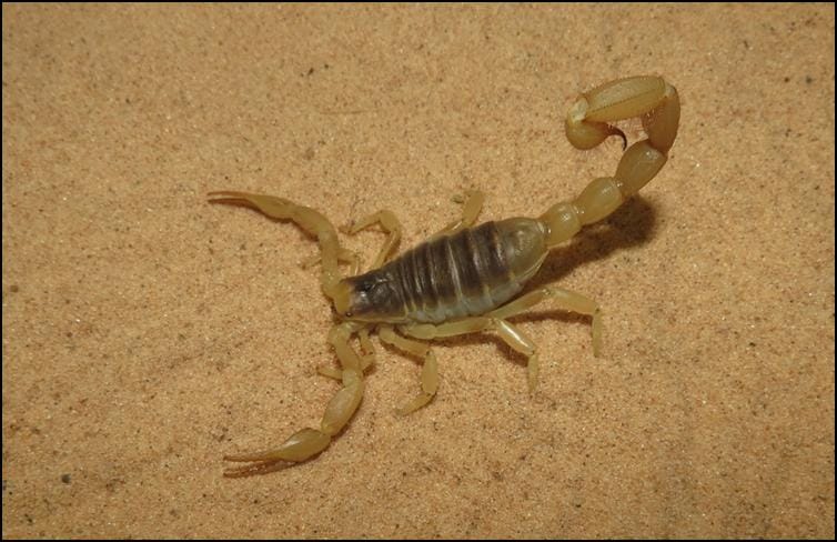 Desert Hairy Scorpion Identification & Behavior - Desert Hairy