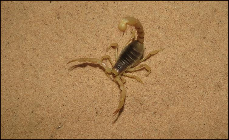 Desert Hairy Scorpion Identification & Behavior - Desert Hairy