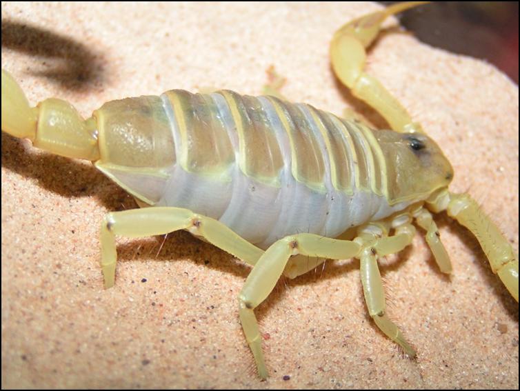Swollen female Desert Hairy Scorpion prior to giving birth