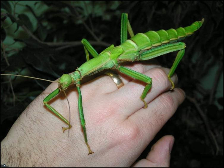 Diapherodes gigantea - Jonathan’s Jungle Roadshow