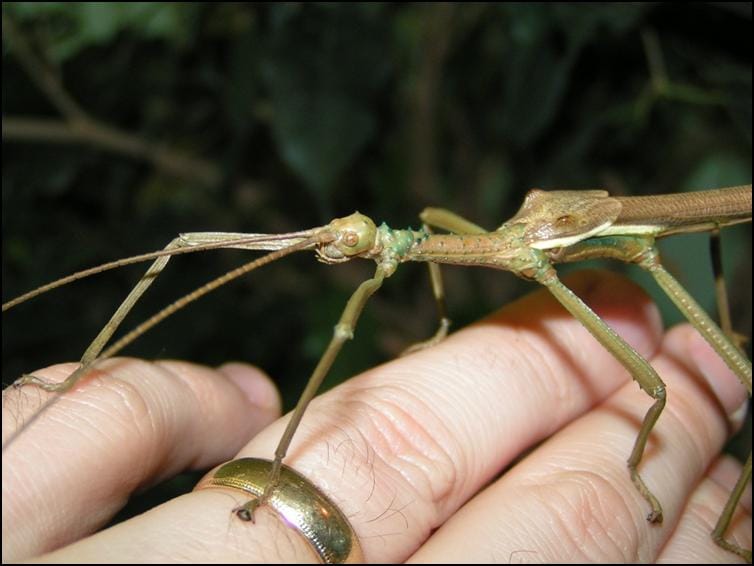 Diapherodes gigantea - Jonathan’s Jungle Roadshow