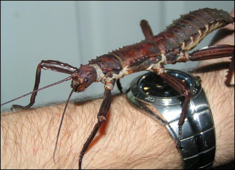 New Guinea Spiny Stick Insect