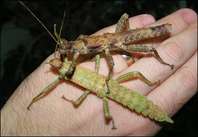 Colouration changes as New Guinea Spiny Stick Insect nymphs age