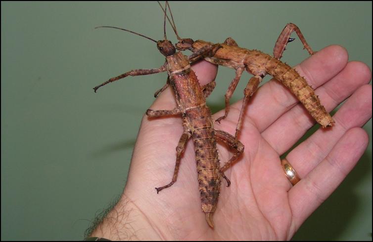 Colouration changes as New Guinea Spiny Stick Insect nymphs age