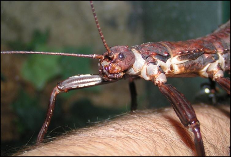 New Guinea Spiny Stick Insect