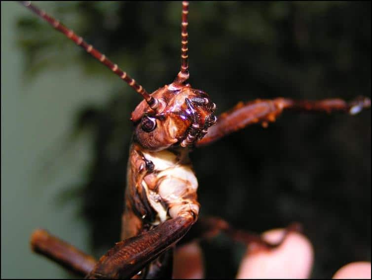 Close-up of the head of a New Guinea Spiny Stick Insect