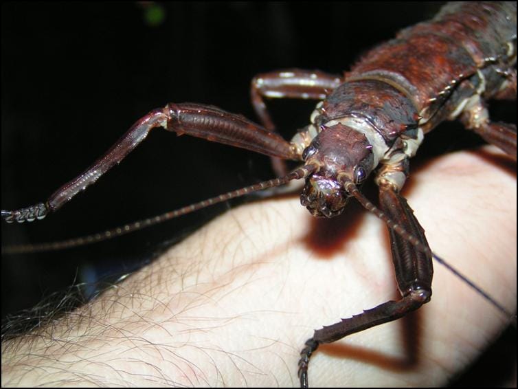 New Guinea Spiny Stick Insect