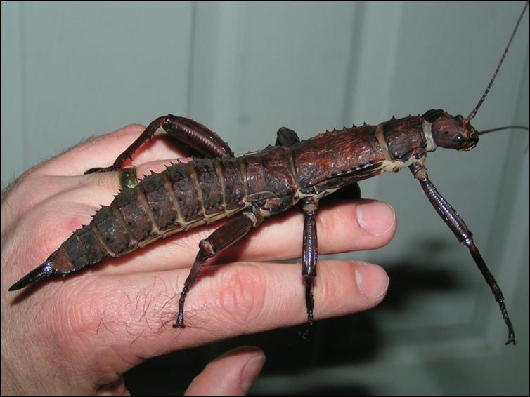 Female New Guinea Spiny Stick Insect with prominent ovipositor