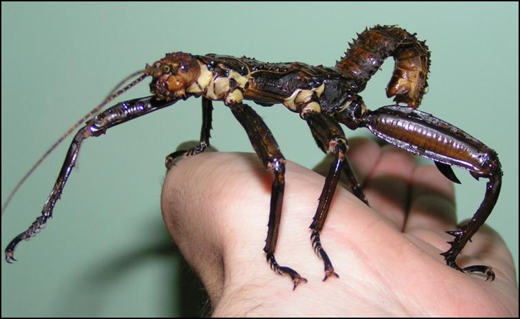 Male New Guinea Spiny Stick Insect