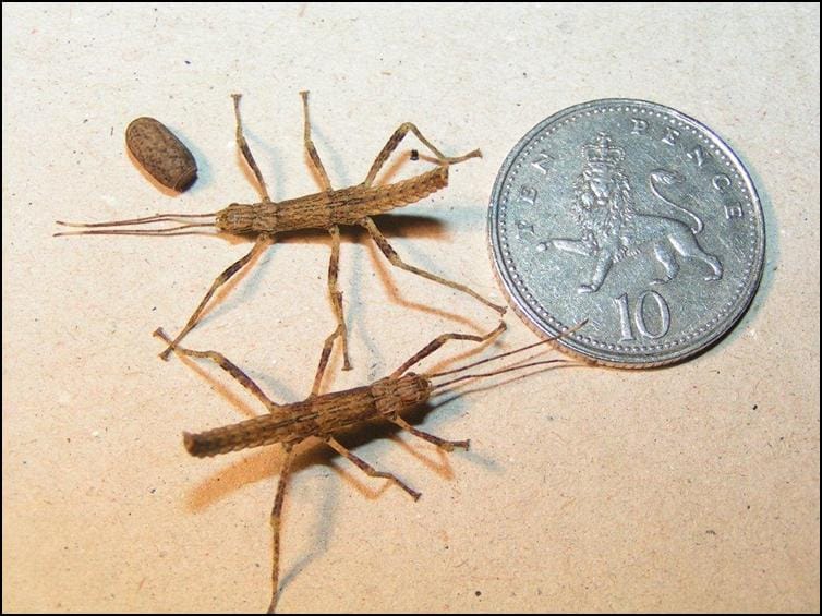 Tiny babies of New Guinea Spiny Stick Insect