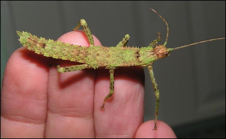 Green nymph New Guinea Spiny Stick Insect
