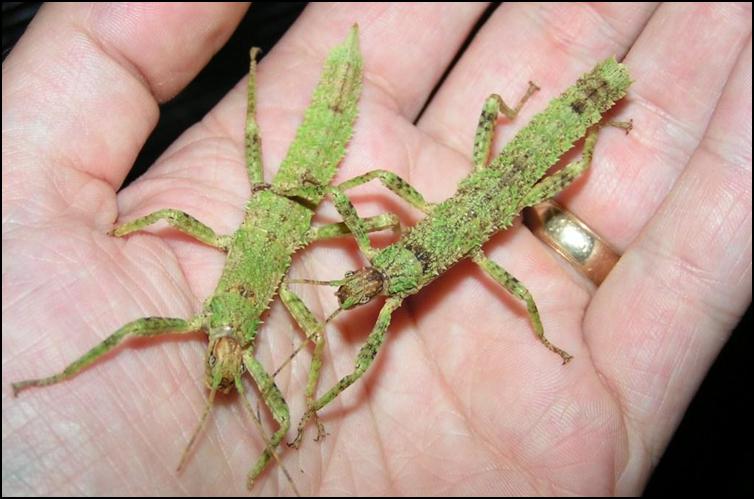 Male and female New Guinea Spiny Stick Insect nymphs