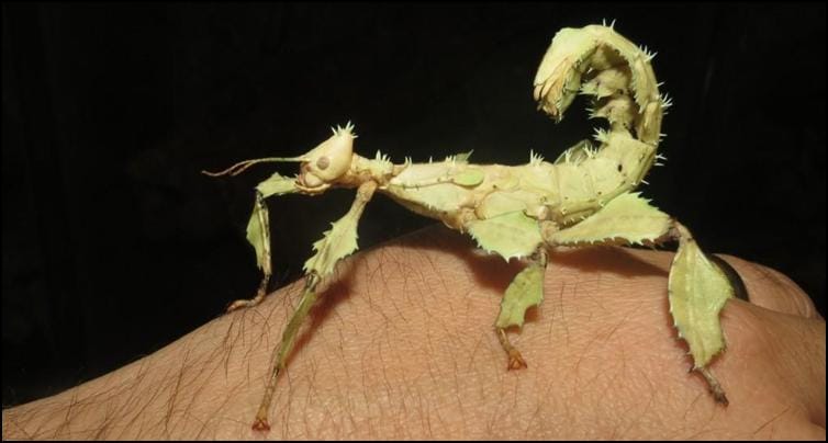 Giant Australian Prickly Stick Insects