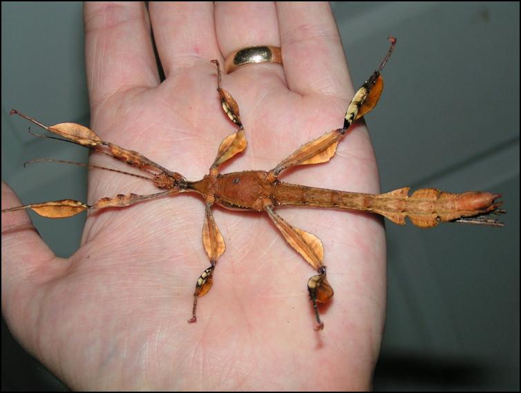 Male Giant Australian Prickly Stick Insect playing dead