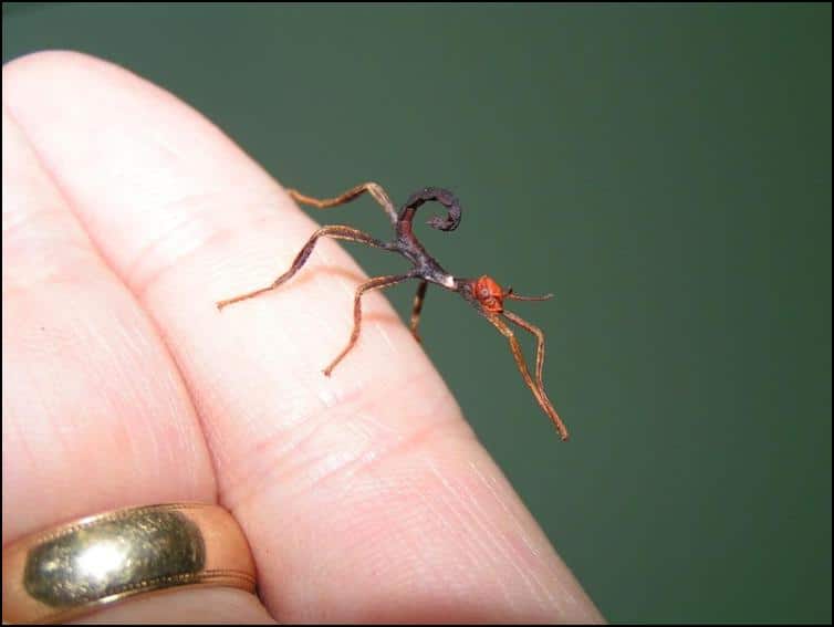 Baby Giant Australian Prickly Stick Insect