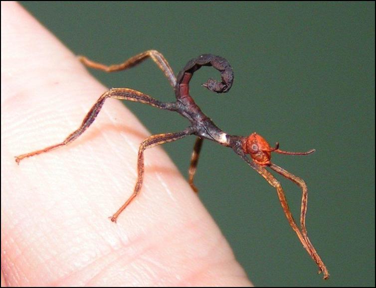 Close-up of baby Giant Australian Prickly Stick Insect