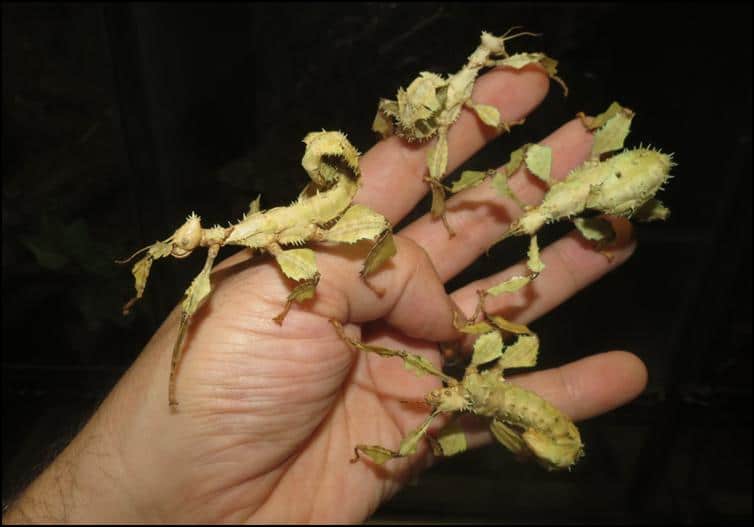 Female Giant Australian Prickly Stick Insects mimicking scorpion stance