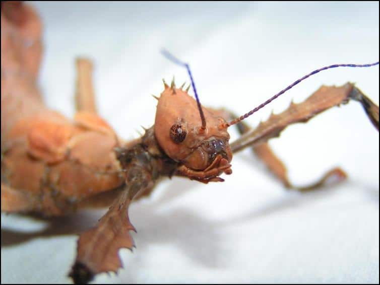 Close-up view of female Giant Australian Prickly Stick Insect