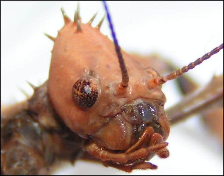 Close-up view of female Giant Australian Prickly Stick Insect