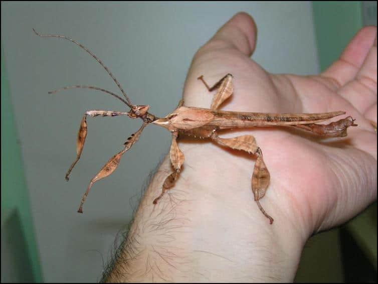 Male Giant Australian Prickly Stick Insect