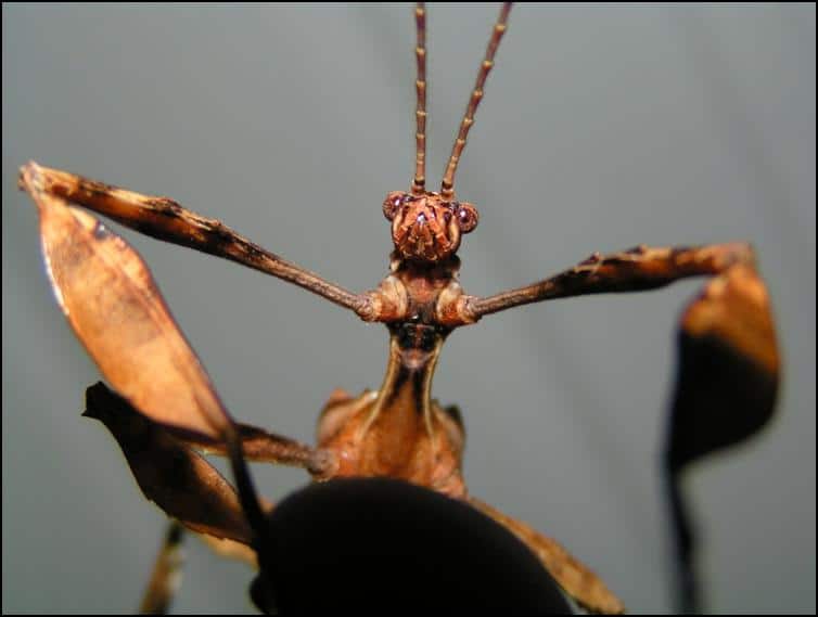 Male Giant Australian Prickly Stick Insect