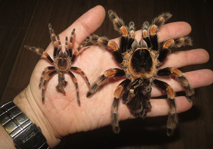 Two Mexican Red Knee Tarantula exoskeletons