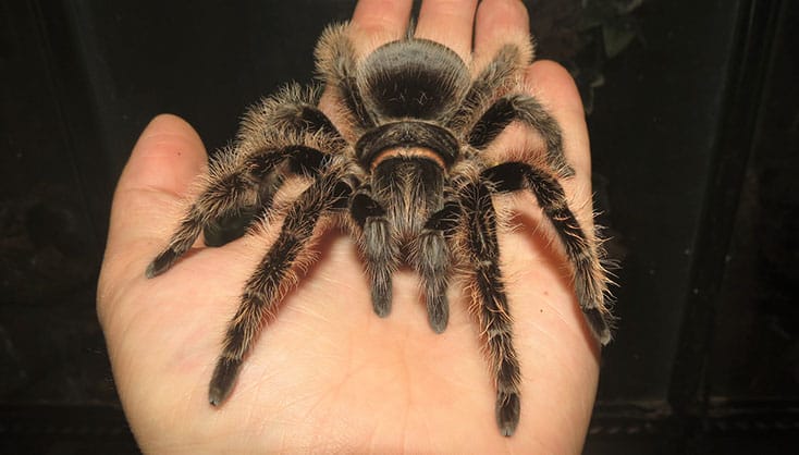 Honduran Curly Hair Tarantula