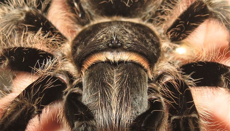 Close-up of Honduran Curly Hair Tarantula