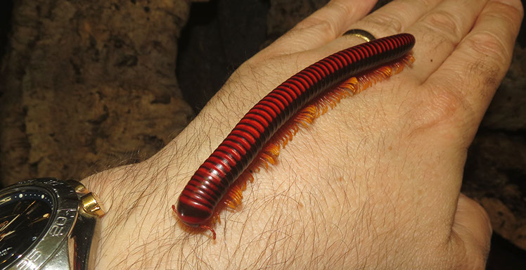 Colourful legs of a Madagascan Fire Millipede
