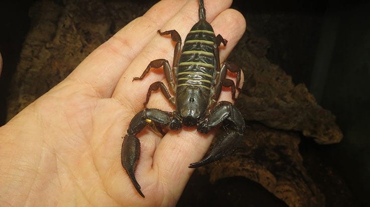 Flat Rock Scorpion