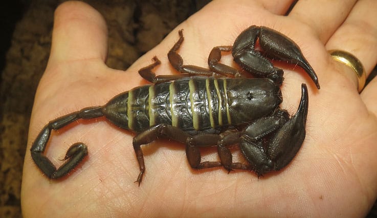 Thin metasoma of Flat Rock Scorpion
