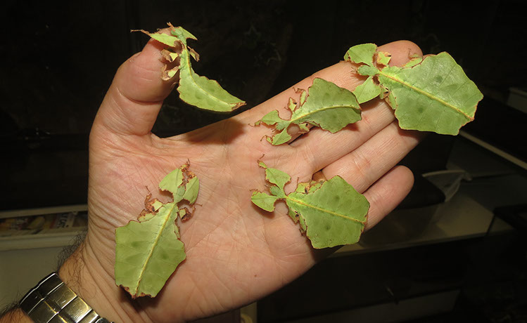 Giant Leaf Insect nymphs