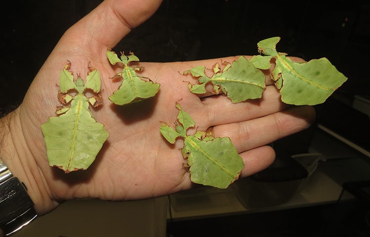 Giant Leaf Insect nymphs