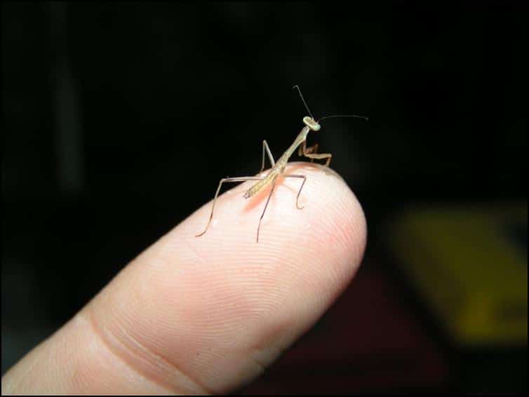 Giant Asian Praying Mantis Jonathans Jungle Roadshow