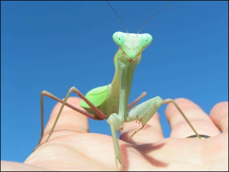 Giant Asian Praying Mantis Jonathan S Jungle Roadshow