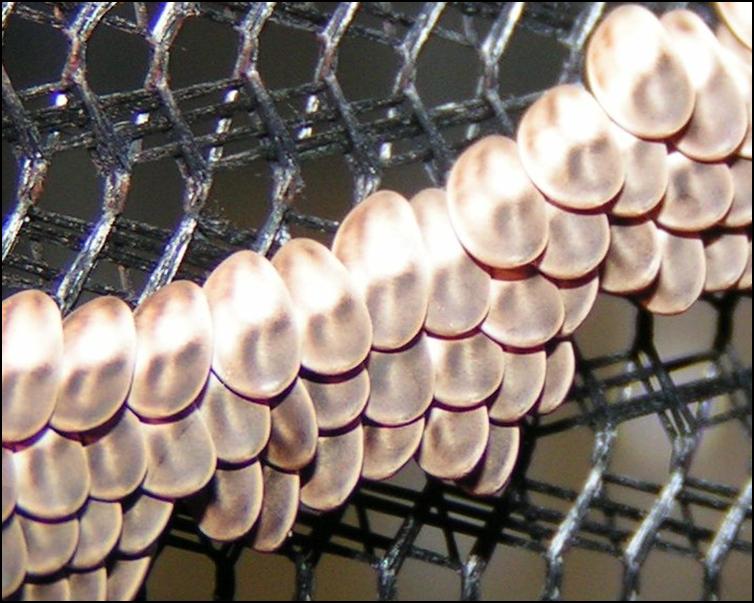 Close-up of Giant Florida Katydid eggs / ova
