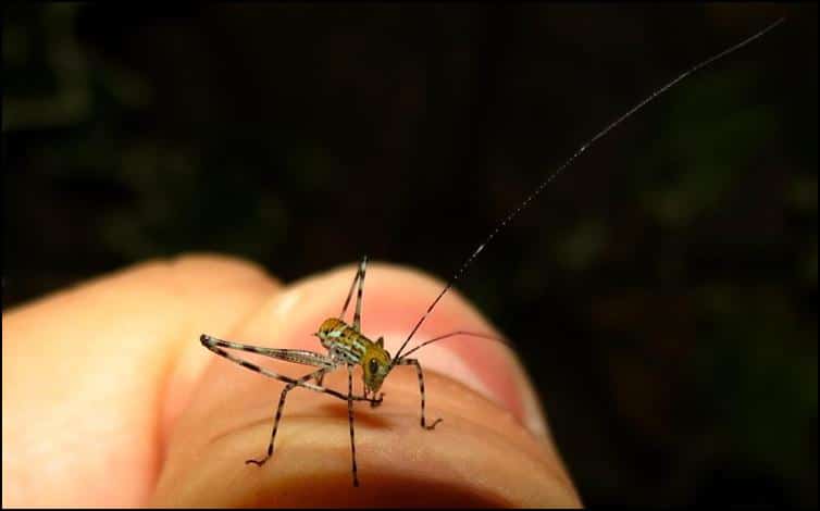 Very long antenna of Giant Florida Katydid