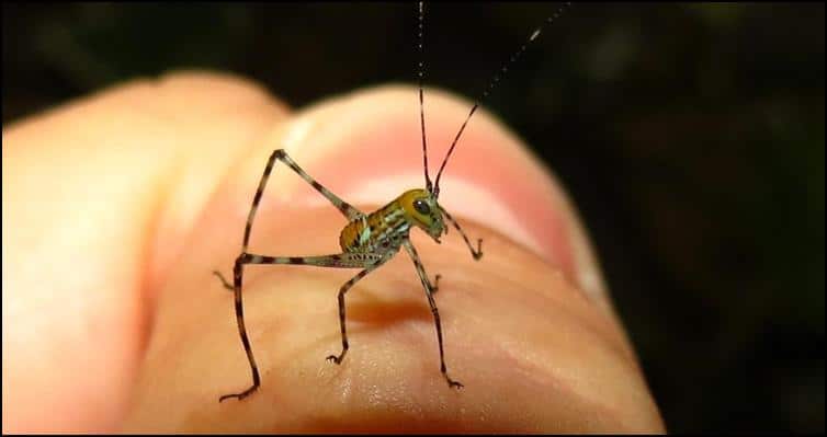 Very long antenna of Giant Florida Katydid