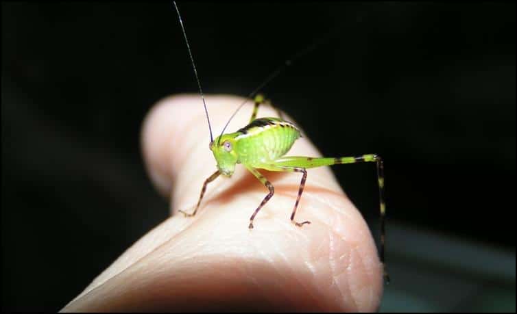 Colour changes of nymphs after hatching