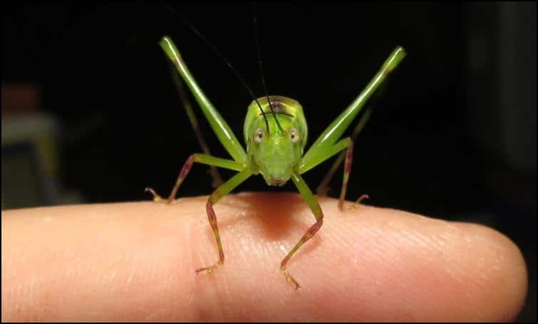 Wingless Giant Florida Katydid nymph