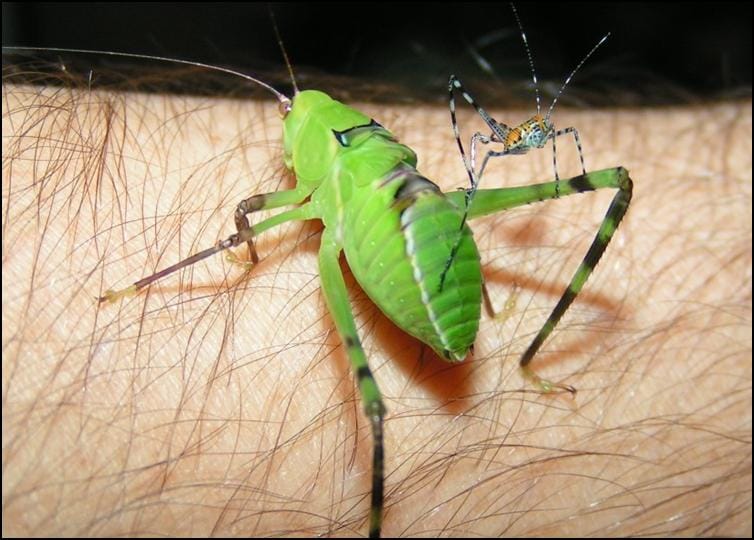 Size difference of fast growing Giant Florida Katydids